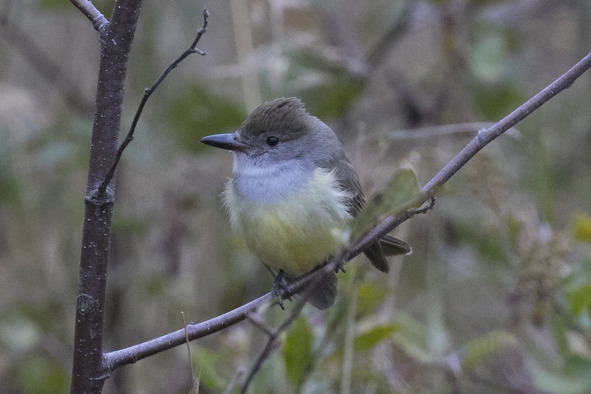 Great Crested Flycatcher - ML119187421