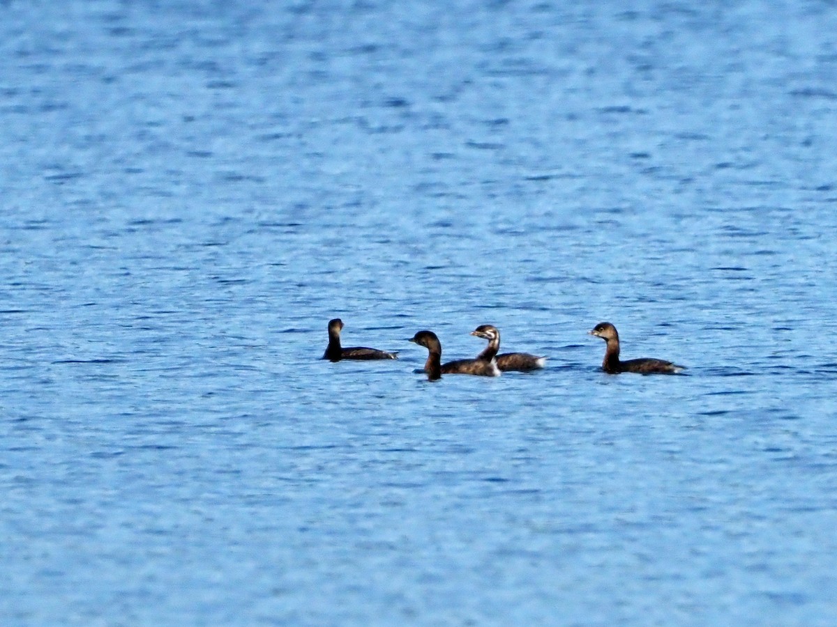 Pied-billed Grebe - Gary Mueller