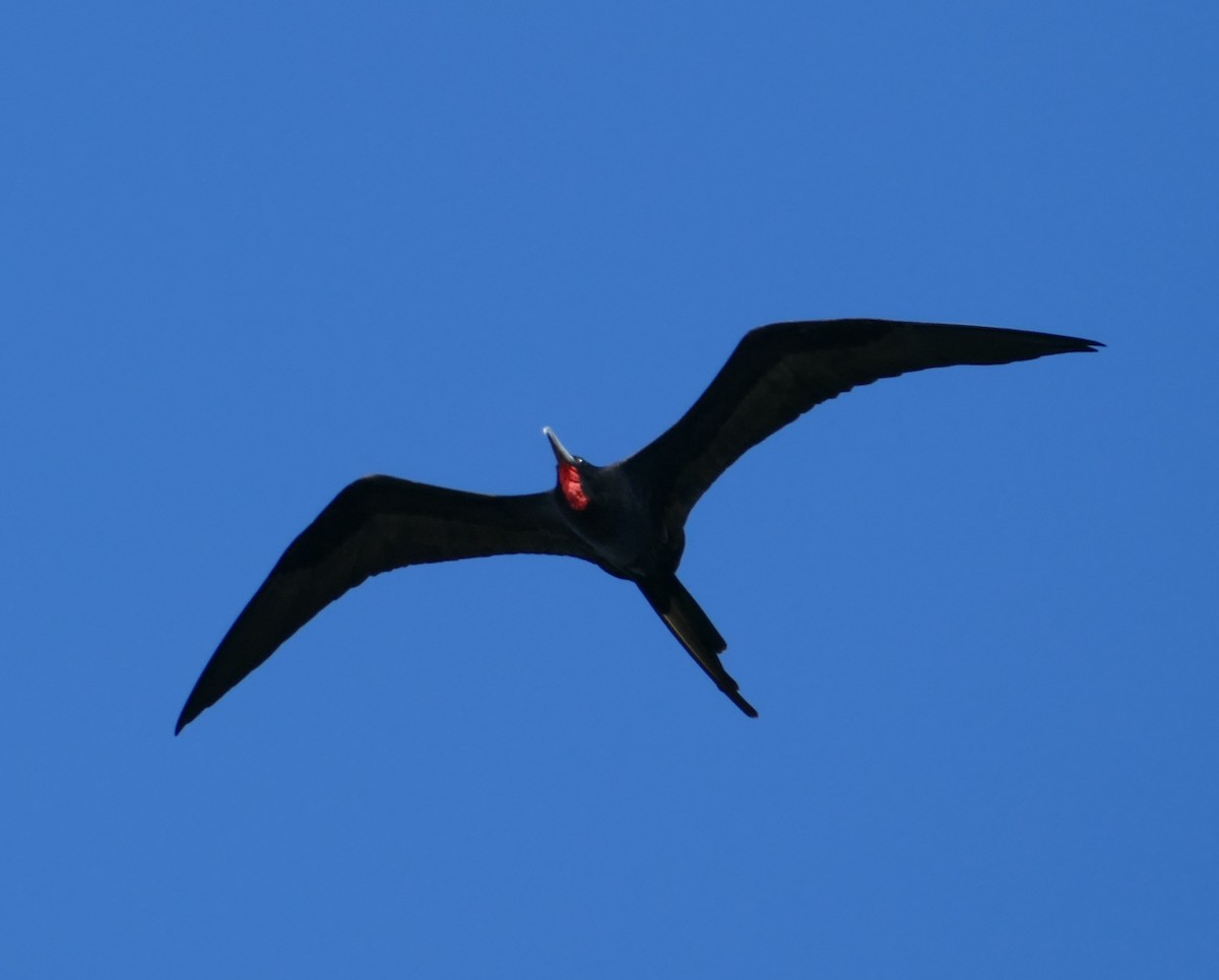 Magnificent Frigatebird - ML119190501