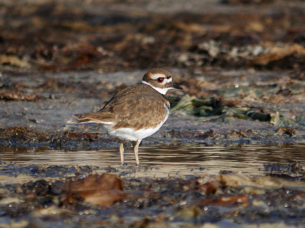 Killdeer - ML119191251