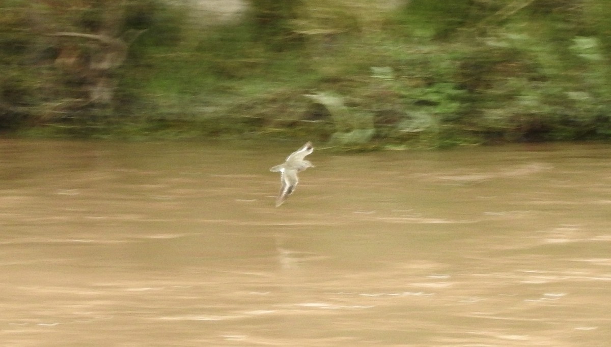 Spotted Sandpiper - ML119192251