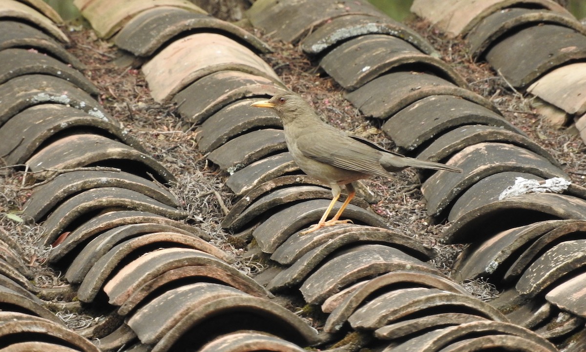 Chiguanco Thrush - ML119192731