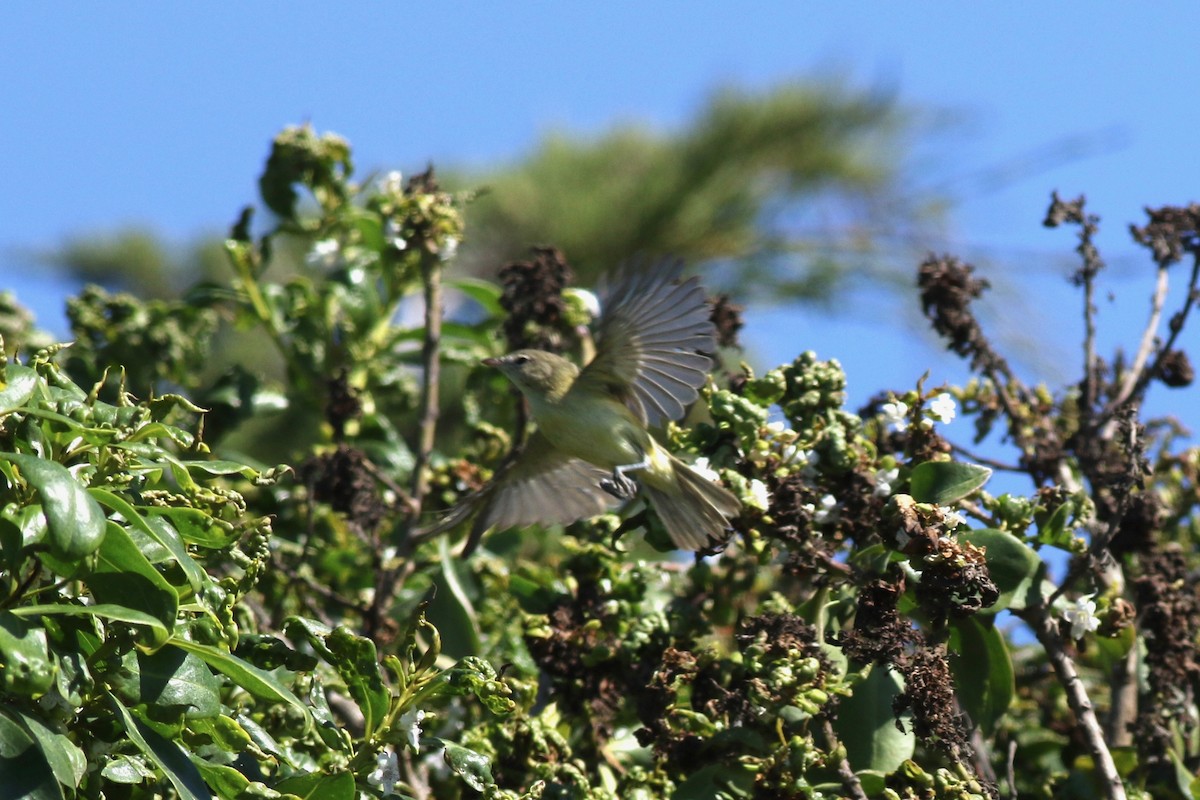 Bell's Vireo (Eastern) - ML119193471