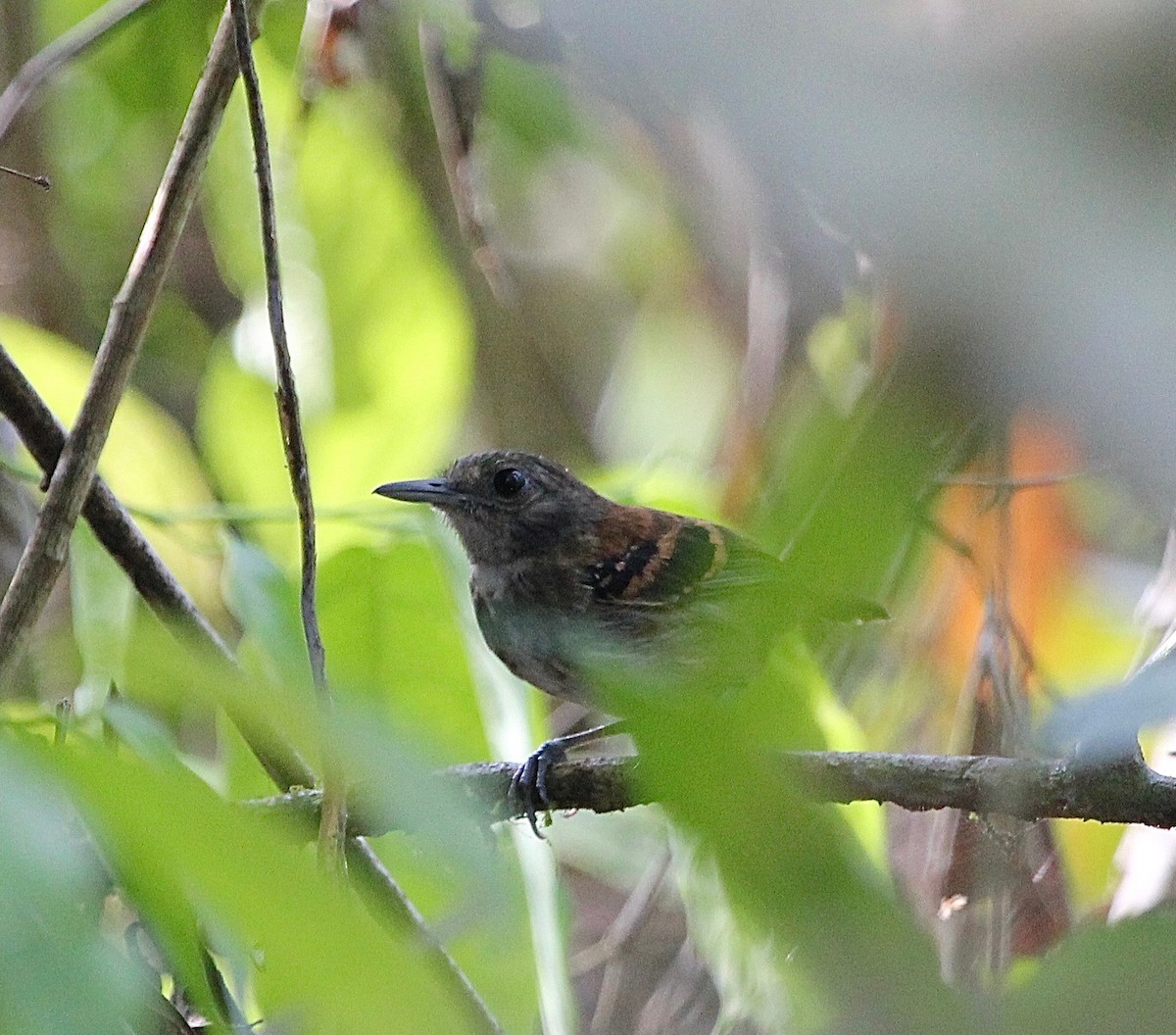 Spotted Antbird - ML119194401