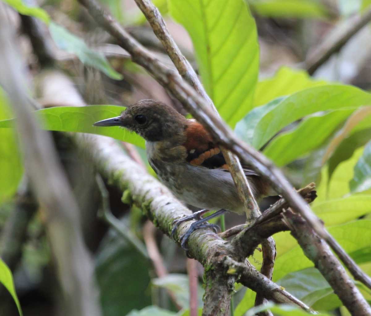 Spotted Antbird - ML119194411