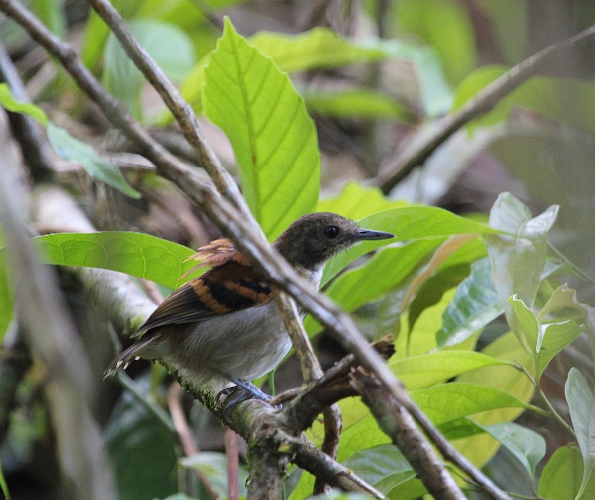 Spotted Antbird - ML119194421