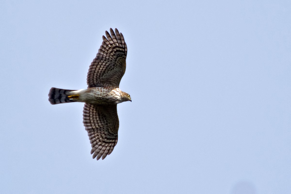 Sharp-shinned Hawk - ML119194721