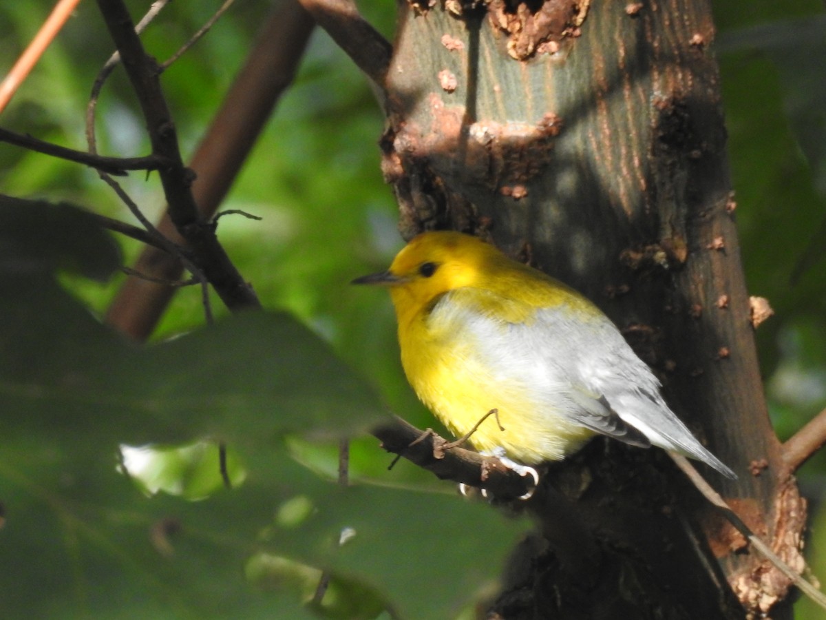 Prothonotary Warbler - ML119194801