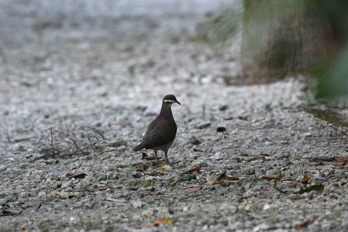 Key West Quail-Dove - North Grade Elementary Birders Club