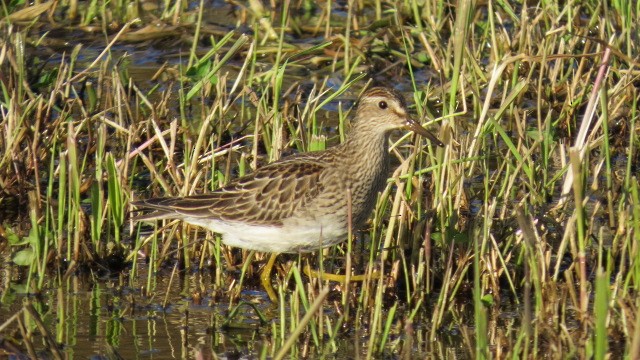 Pectoral Sandpiper - ML119200581