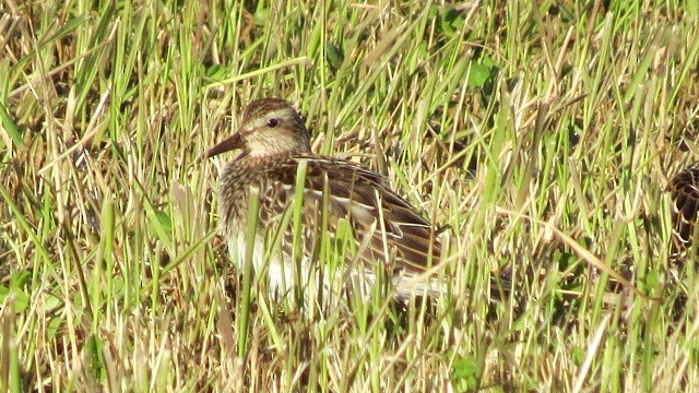 Pectoral Sandpiper - ML119200591