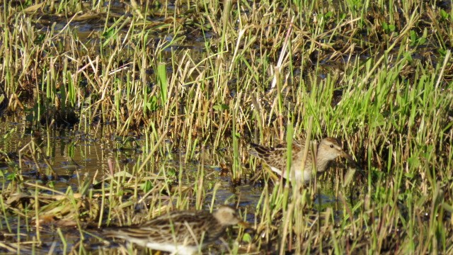 Pectoral Sandpiper - Anonymous