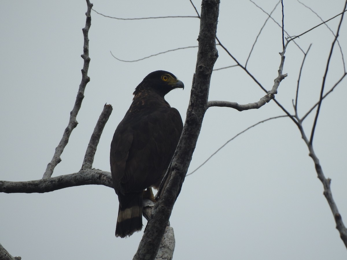 Sulawesi Serpent-Eagle - Michael Hurben