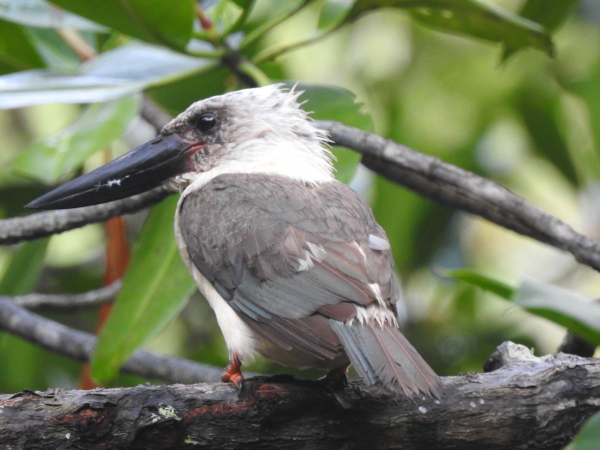 Great-billed Kingfisher - Michael Hurben