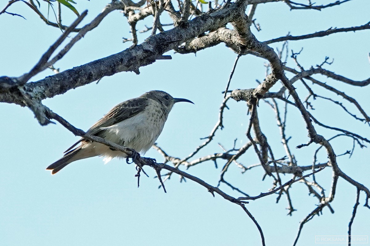 Black Honeyeater - ML119208341