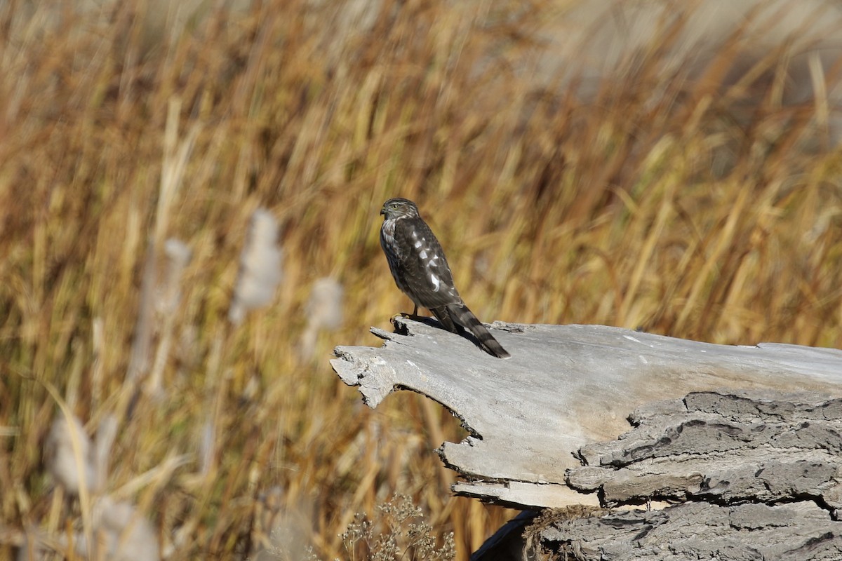 Sharp-shinned Hawk (Northern) - ML119208431