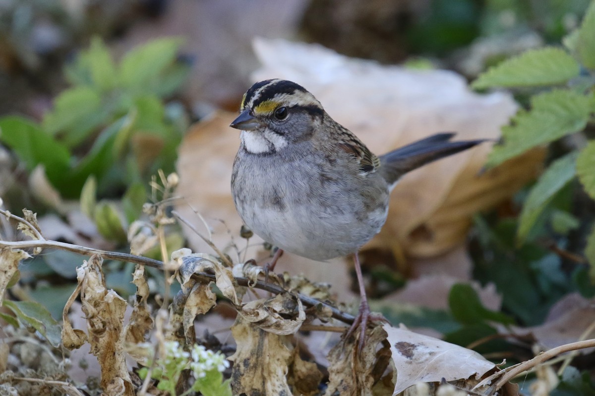 White-throated Sparrow - ML119209311