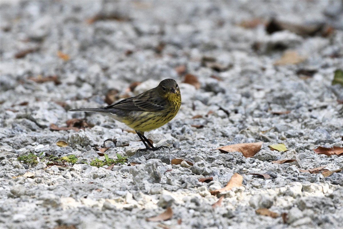 Kirtland's Warbler - ML119209481