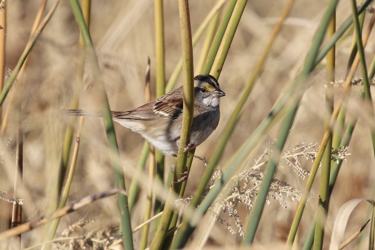 White-throated Sparrow - ML119209631