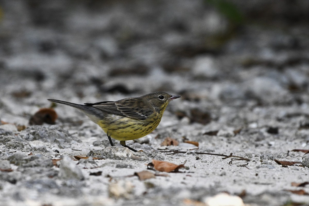 Kirtland's Warbler - ML119209651