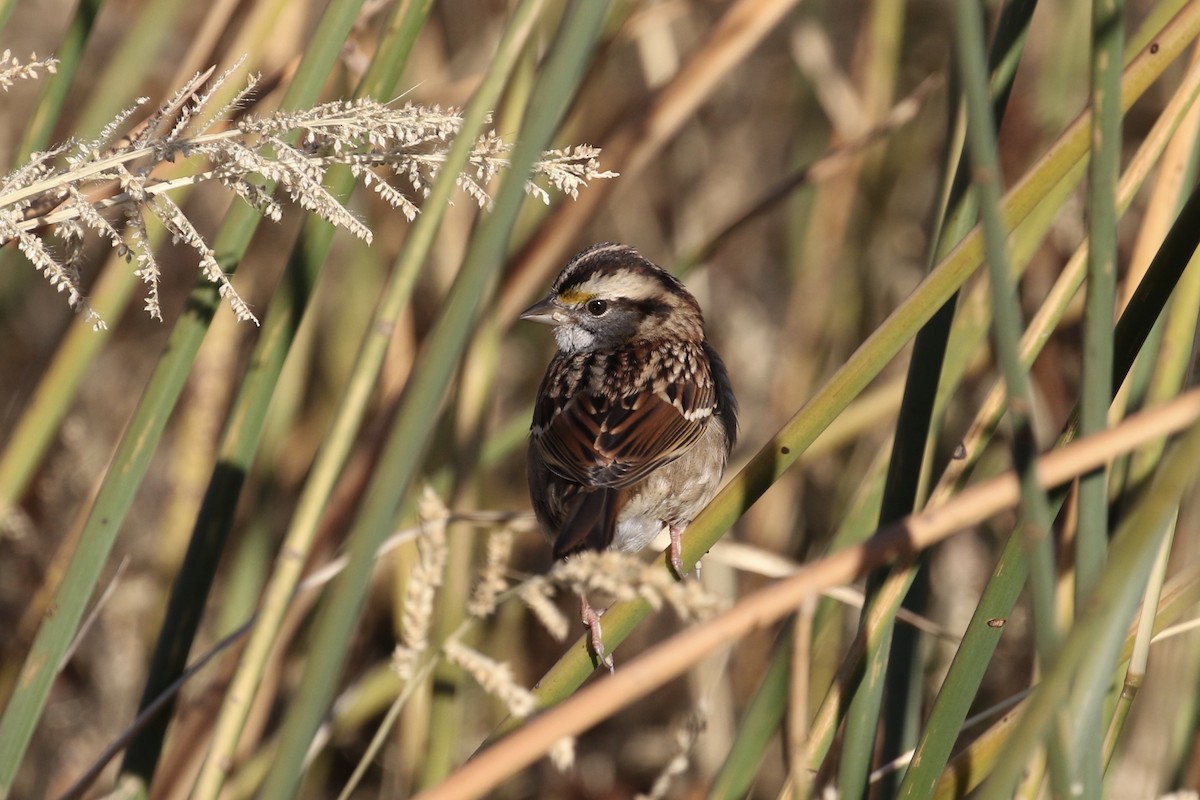 White-throated Sparrow - ML119209661