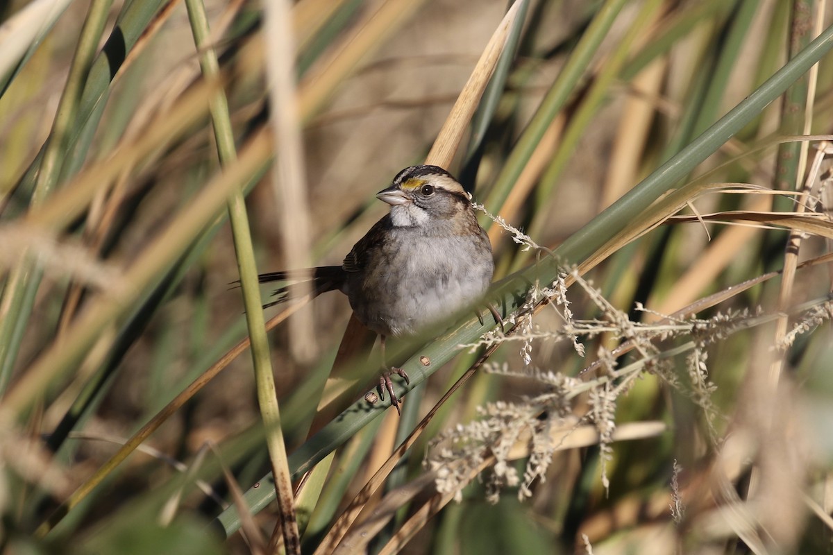 White-throated Sparrow - ML119209701