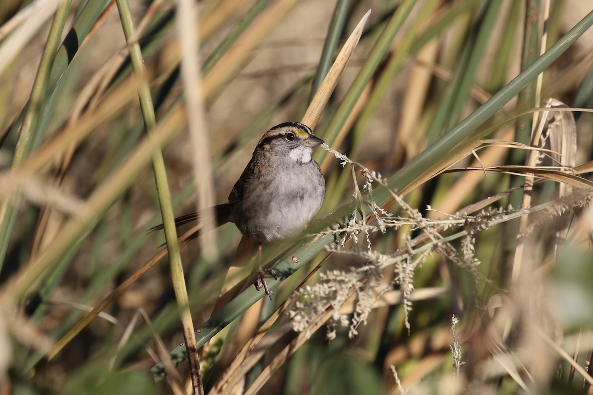 White-throated Sparrow - ML119209711