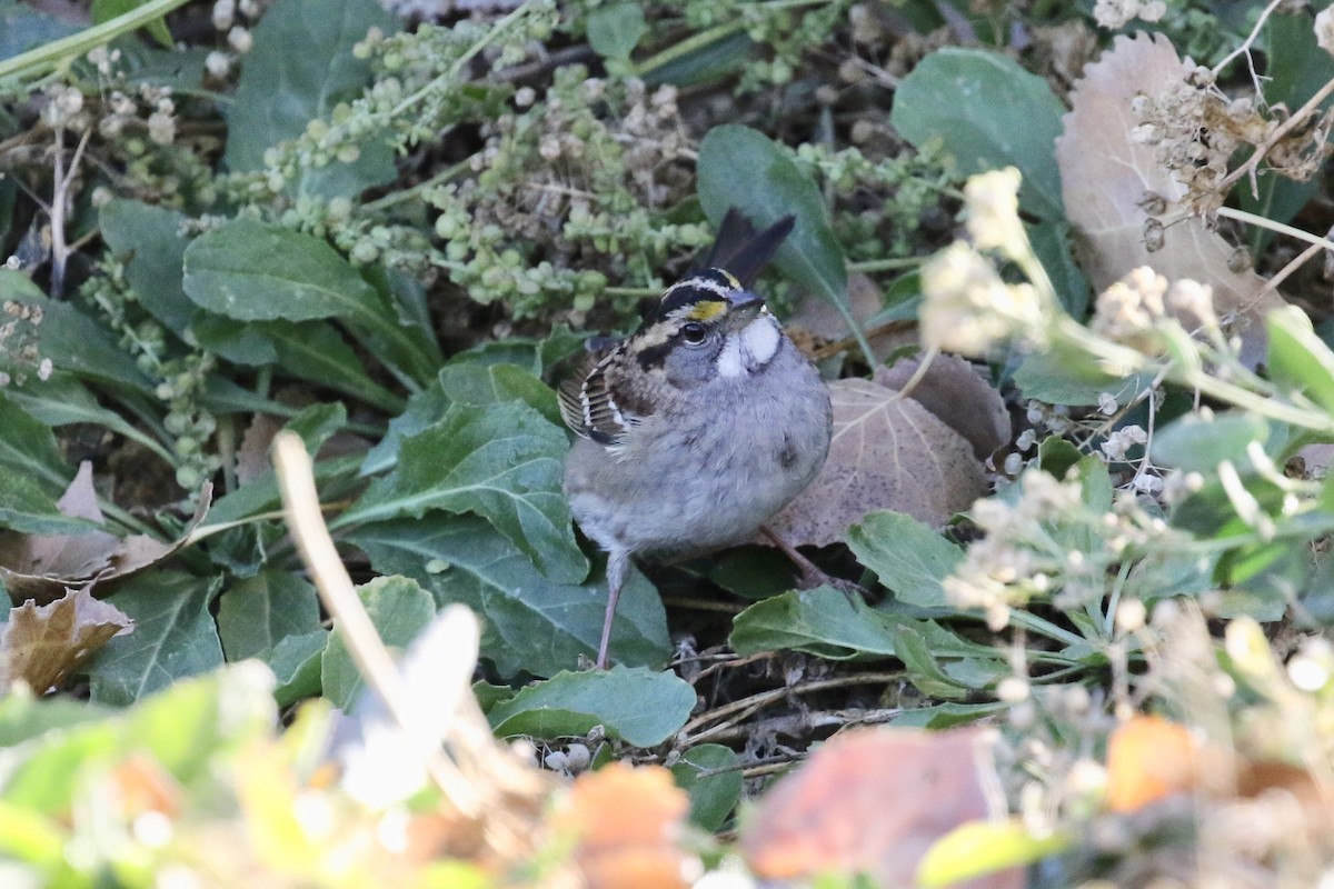White-throated Sparrow - ML119209801