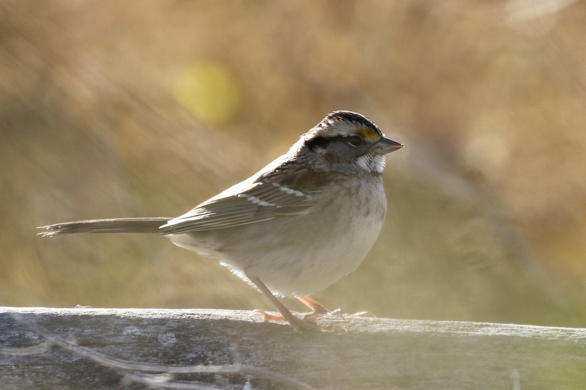 White-throated Sparrow - ML119209811