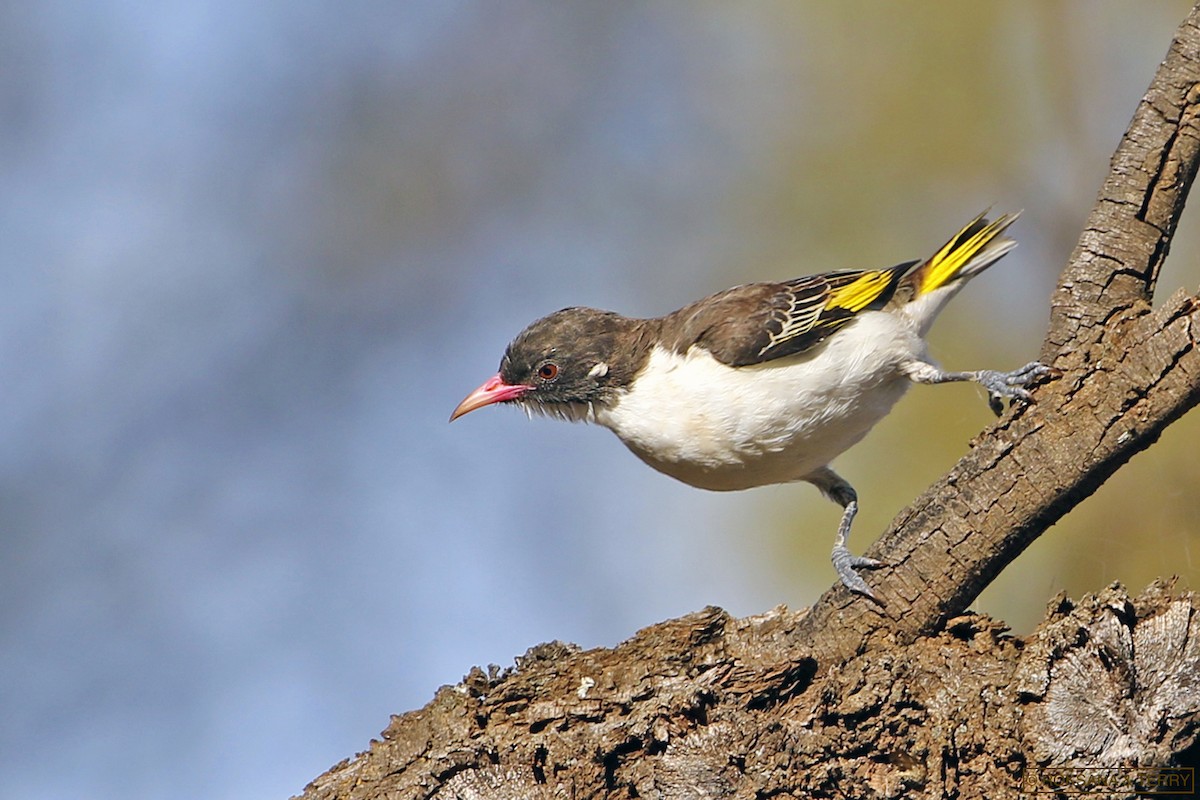 Painted Honeyeater - ML119210511
