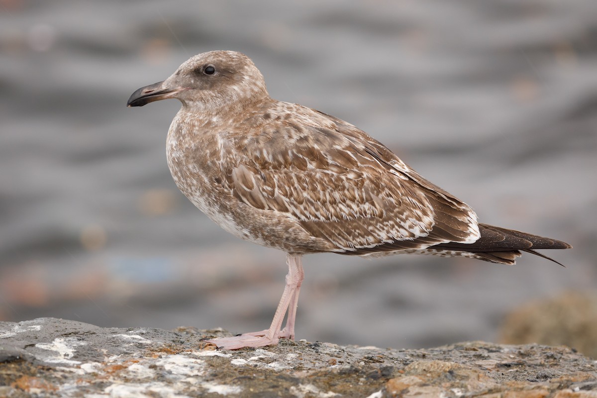 Western Gull - Darren Clark