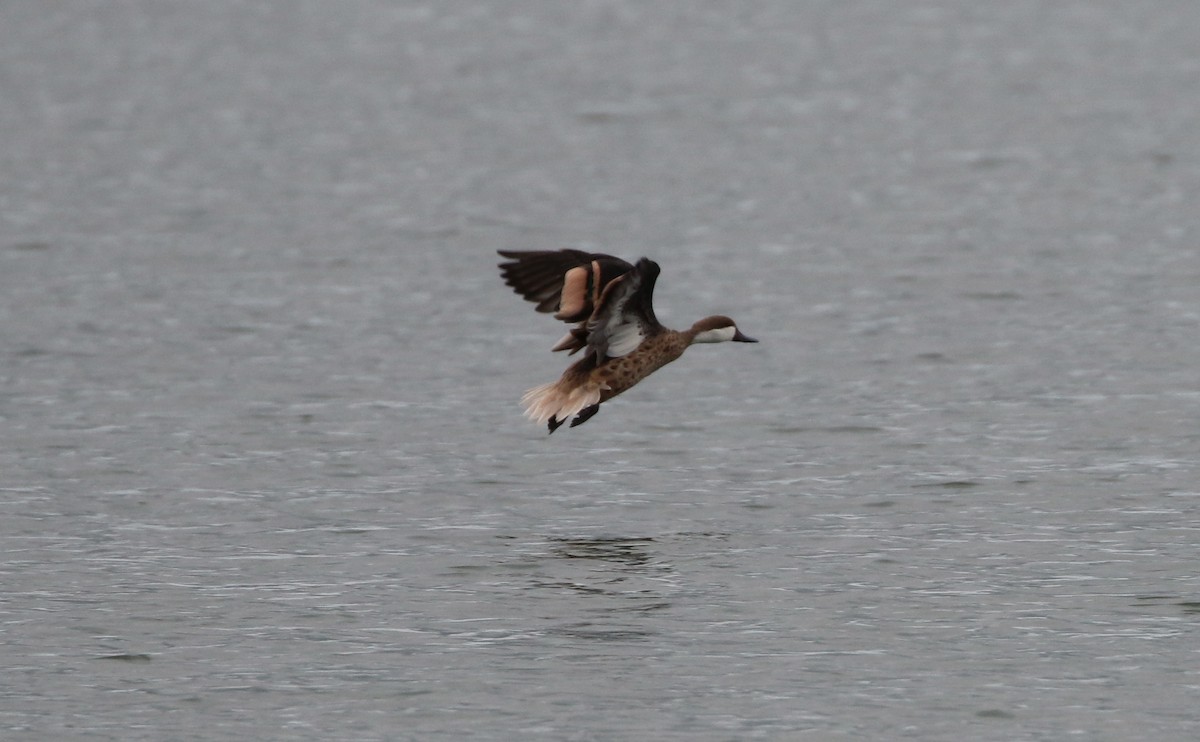 White-cheeked Pintail - ML119212201