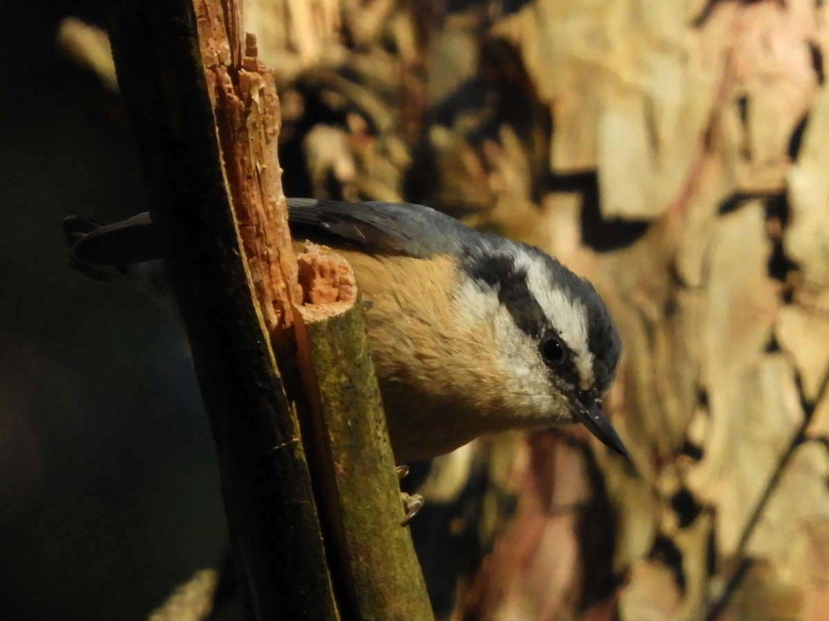Red-breasted Nuthatch - ML119212961
