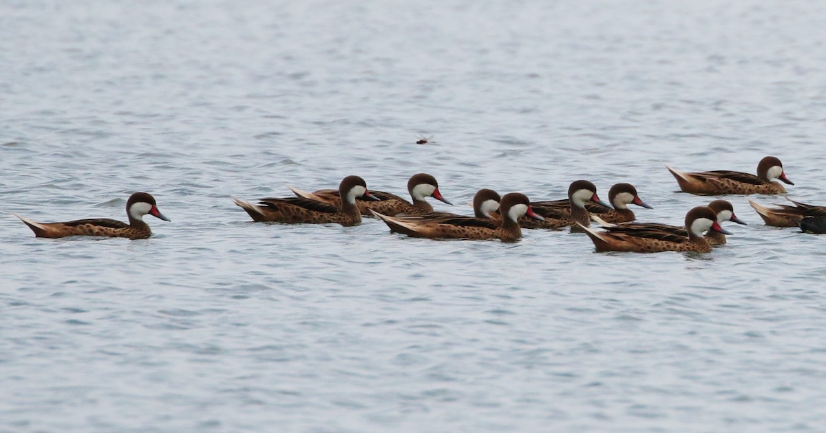 White-cheeked Pintail - ML119213391