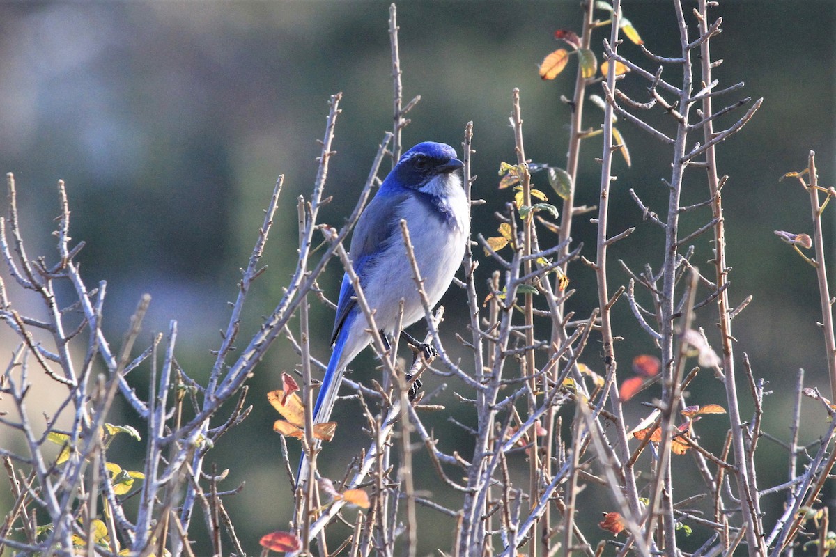 California Scrub-Jay - Kent Forward