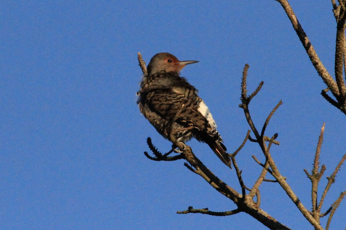 Northern Flicker (Red-shafted) - ML119215211