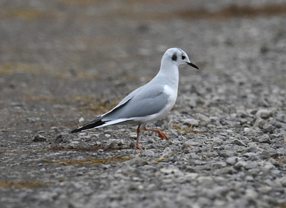 Bonaparte's Gull - ML119215291