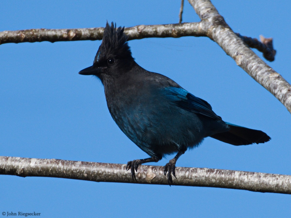 Steller's Jay - ML119217571