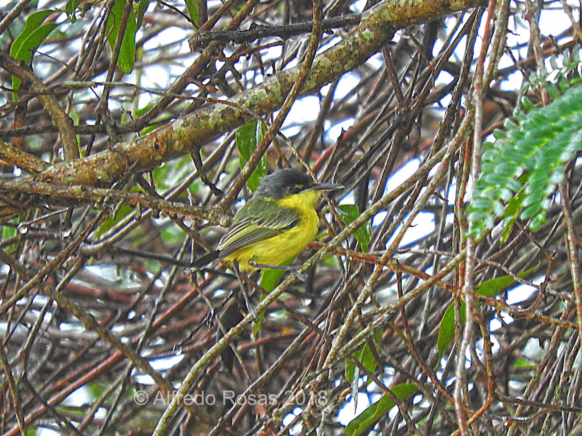 Common Tody-Flycatcher - Alfredo Rosas