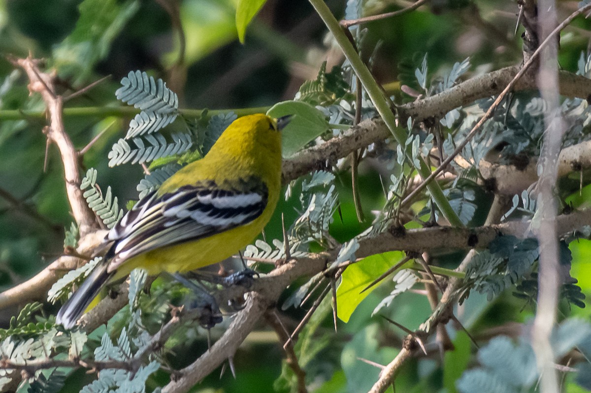 White-tailed Iora - Balaji P B