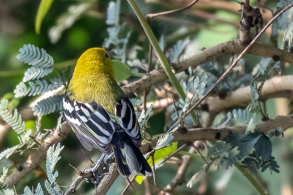 White-tailed Iora - Balaji P B