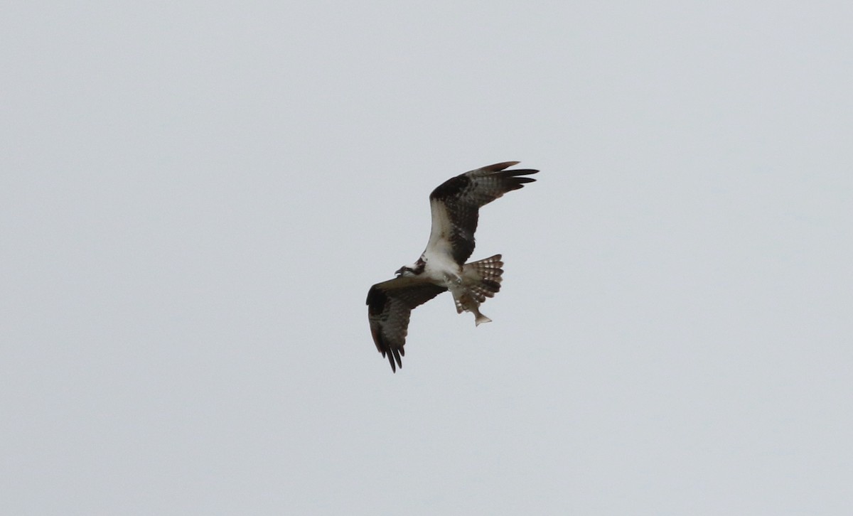 Águila Pescadora - ML119220321