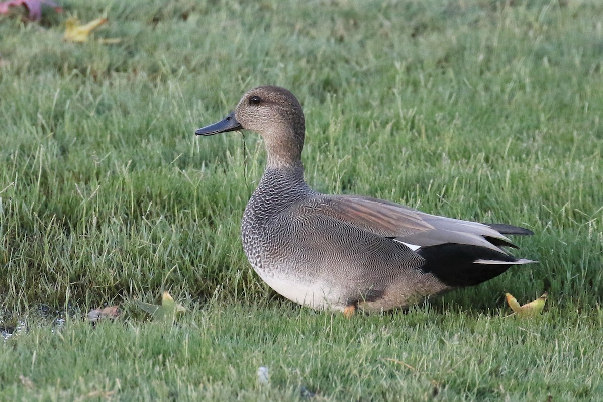 Gadwall - Tom Fangrow