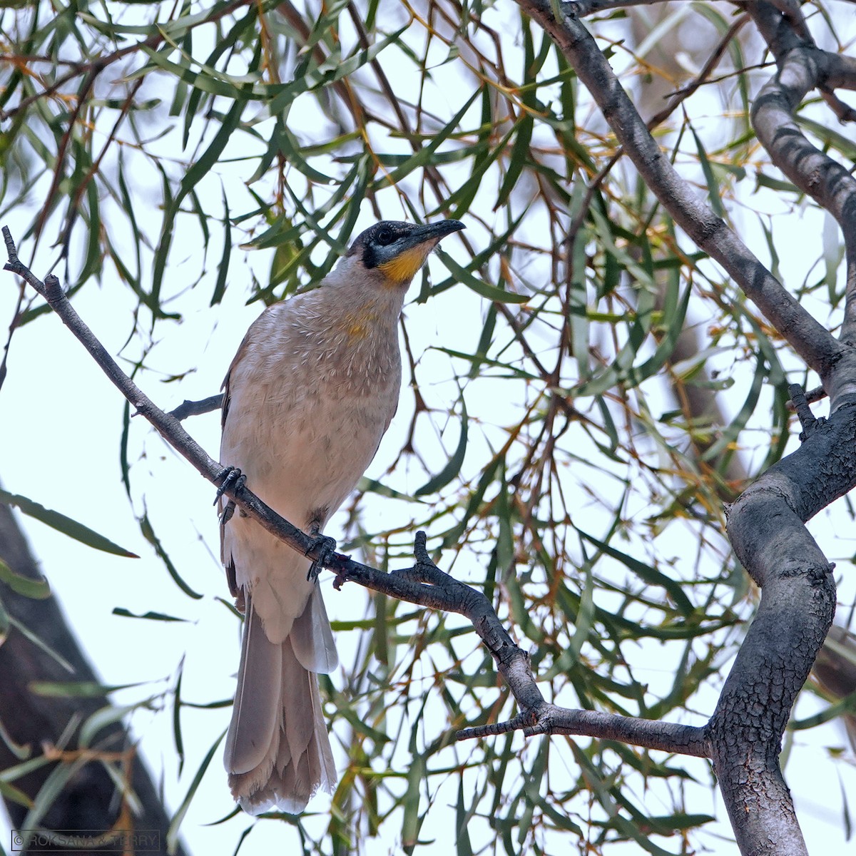 Little Friarbird - ML119221741