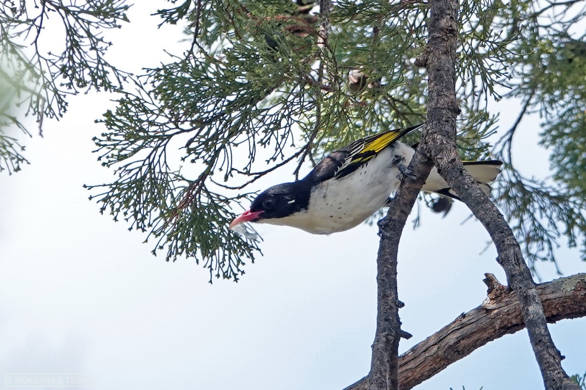 Painted Honeyeater - Roksana and Terry