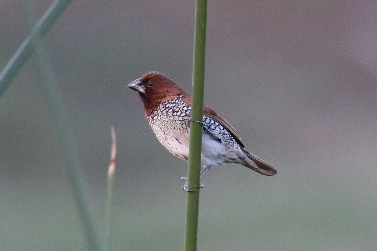 Scaly-breasted Munia - Tom Fangrow