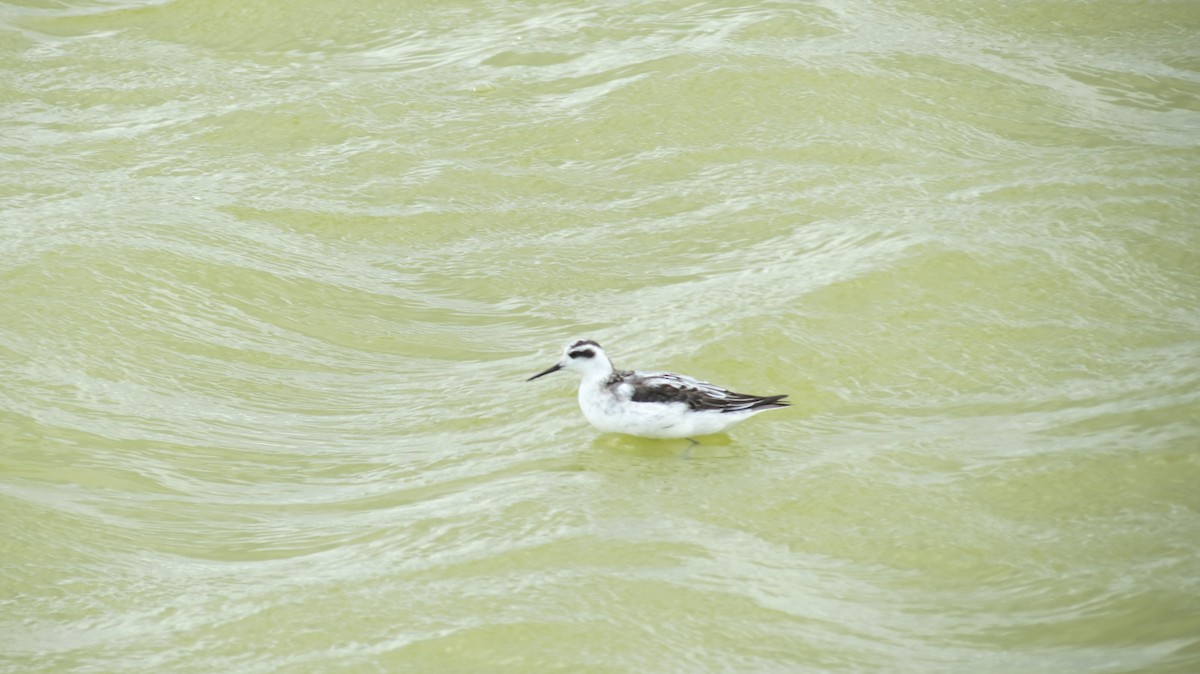 Red-necked Phalarope - ML119222241