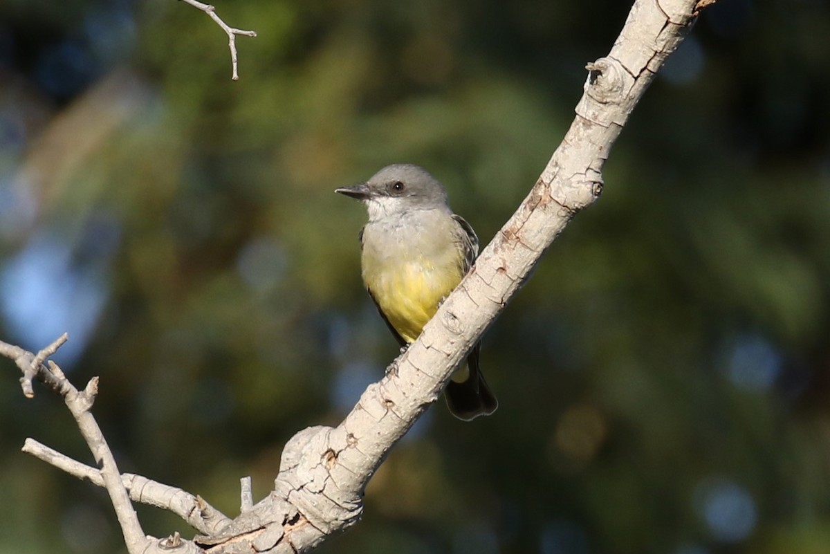 Cassin's Kingbird - Tom Fangrow