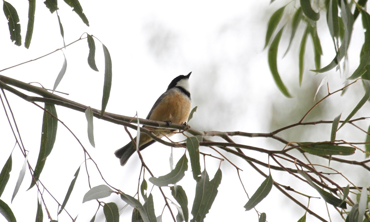 Rufous Whistler - ML119223281