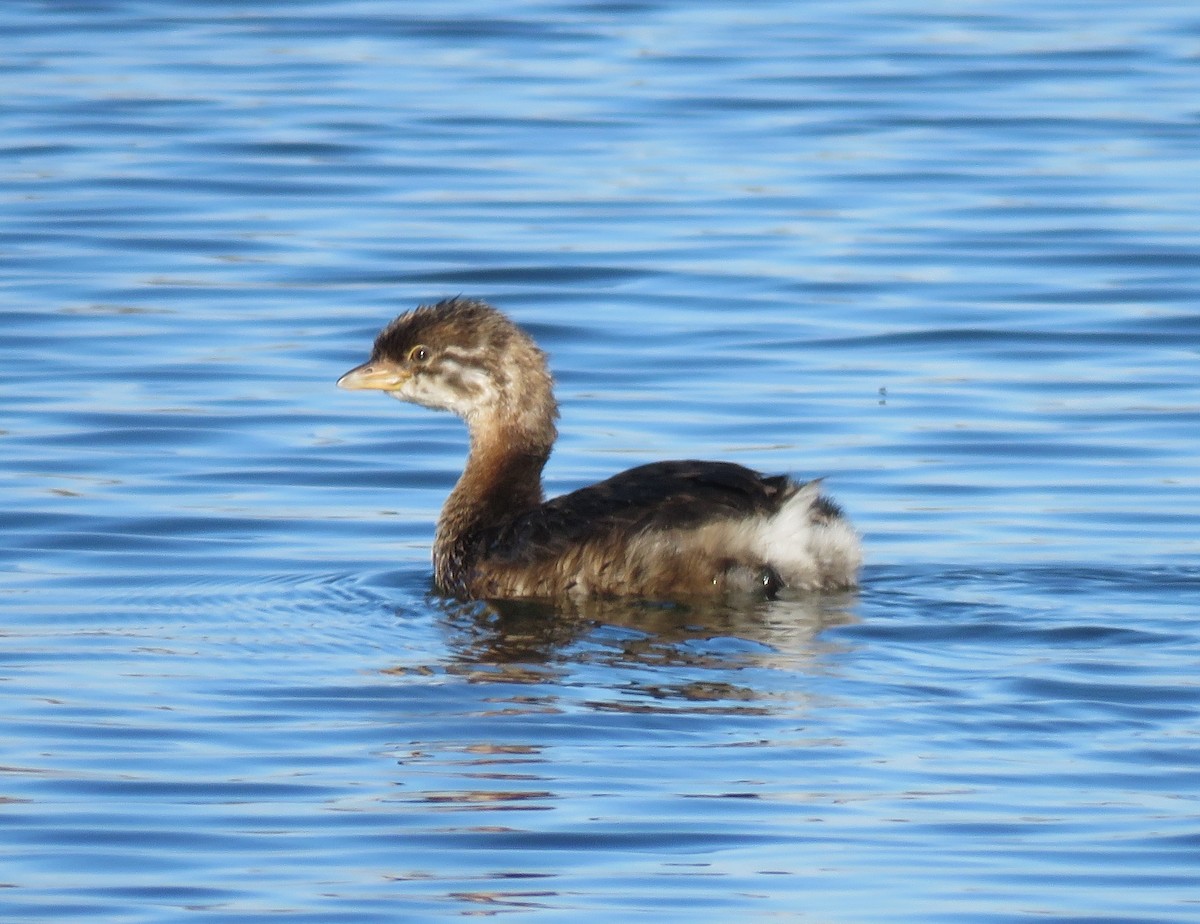 Pied-billed Grebe - ML119223651